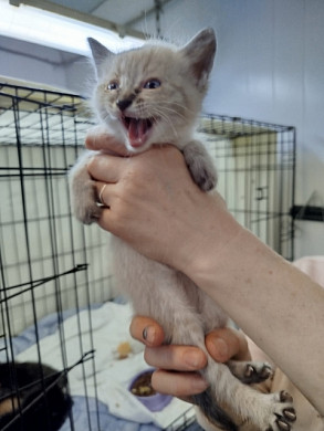 На обочине в Иванове найдена плотно заклеенная скотчем коробка с котятами